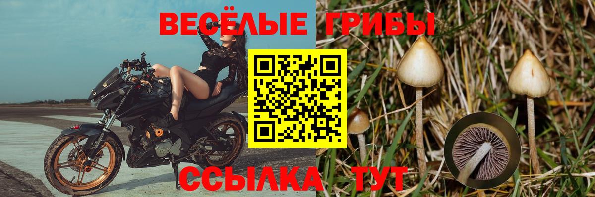 Зерноград  Галлюциногенные грибы GOLDEN TEACHER  Псилоцибиновые грибы прущие грибы  Вход с VPN 